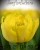 Луковицы тюльпанов сорт Nikon #1