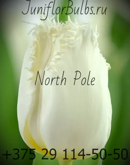 Луковицы тюльпанов сорт North Pole 12\+