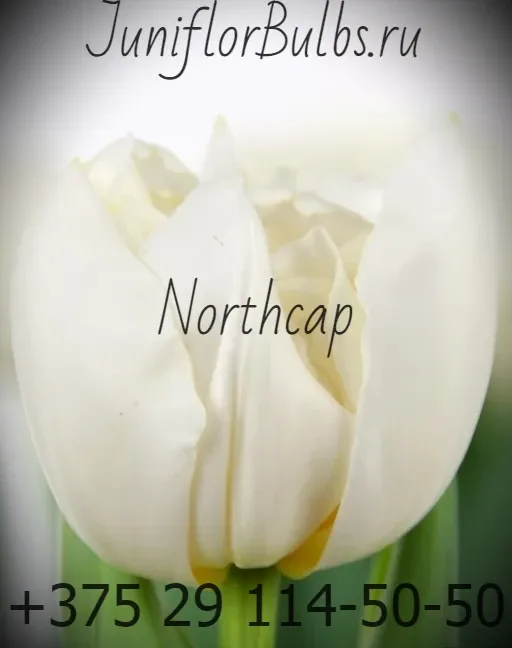 Луковицы тюльпанов сорт Northcap 12\+