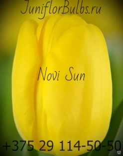 Луковицы тюльпанов сорт Novi Sun #1