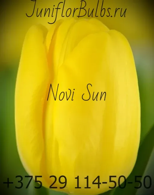 Луковицы тюльпанов сорт Novi Sun 12\+