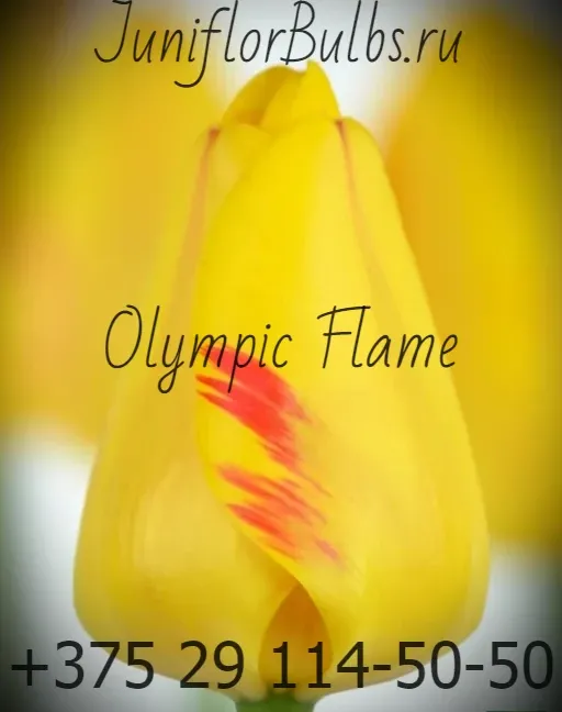 Луковицы тюльпанов сорт Olympic Flame 12\+