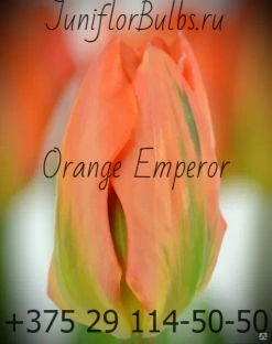 Луковицы тюльпанов сорт Orange Emperor #1
