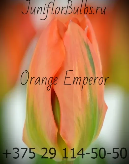 Луковицы тюльпанов сорт Orange Emperor 12\+