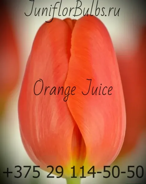 Луковицы тюльпанов сорт Orange Juice 11-12