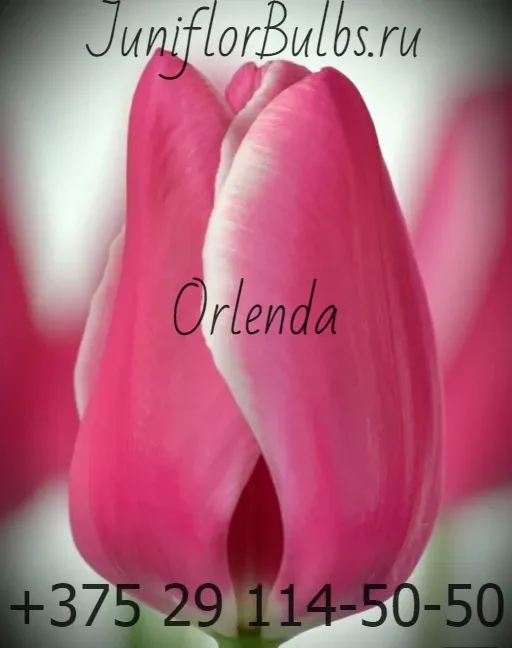 Луковицы тюльпанов сорт Orlenda 12+