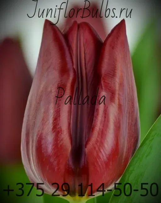 Луковицы тюльпанов сорт Pallada 12\+