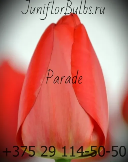 Луковицы тюльпанов сорт Parade 14+