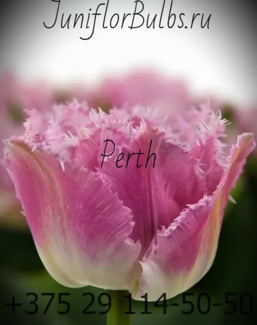 Луковицы тюльпанов сорт Perth 11 +