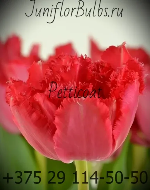 Луковицы тюльпанов сорт Petticoat 12+