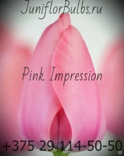 Луковицы тюльпанов сорт Pink Impression #1