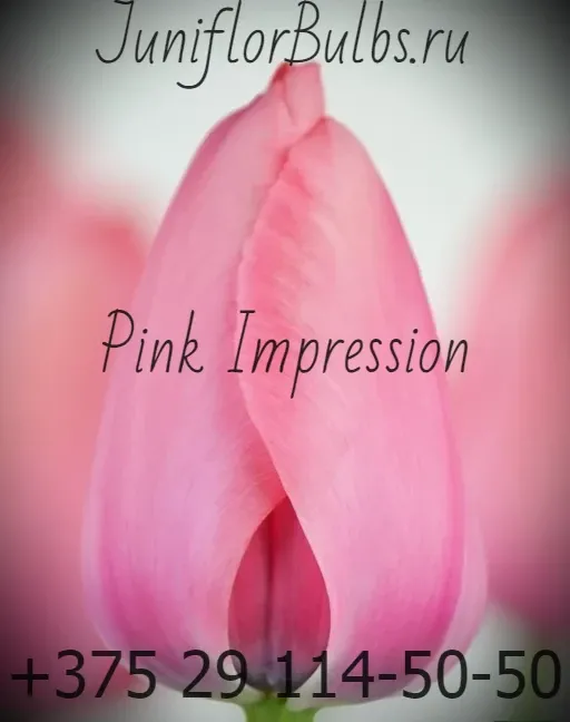 Луковицы тюльпанов сорт Pink Impression 14 +