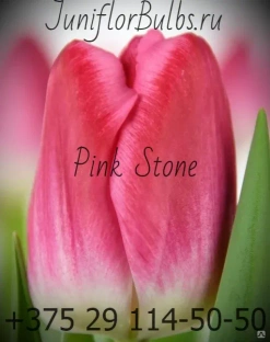 Луковицы тюльпанов сорт Pink Stone #1