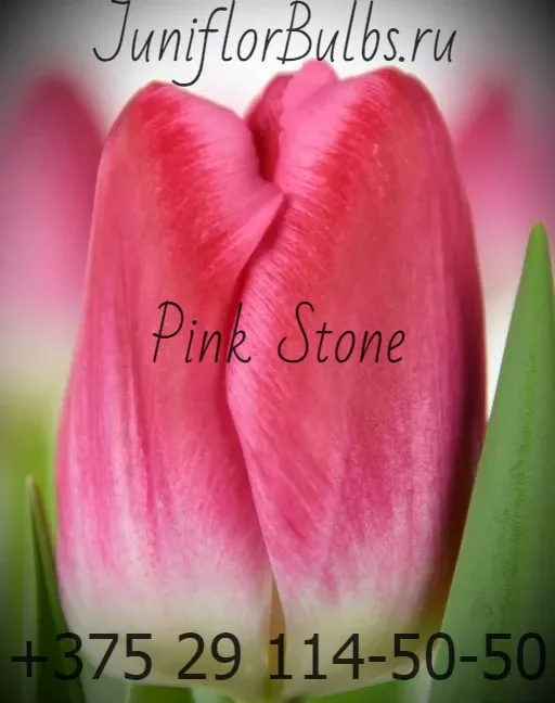 Луковицы тюльпанов сорт Pink Stone 12\+