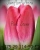 Луковицы тюльпанов сорт Pink Stone #1
