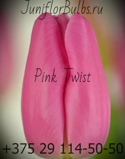 Луковицы тюльпанов сорт Pink Twist 11\12