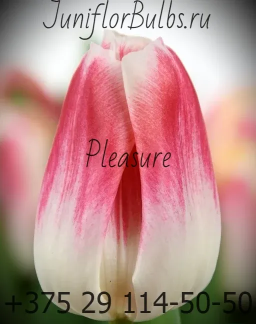 Луковицы тюльпанов сорт Pleasure 12+
