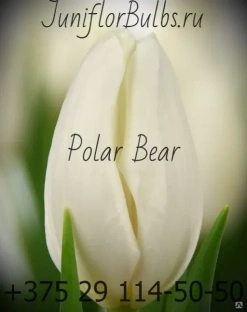 Луковицы тюльпанов сорт Polar Bea #1
