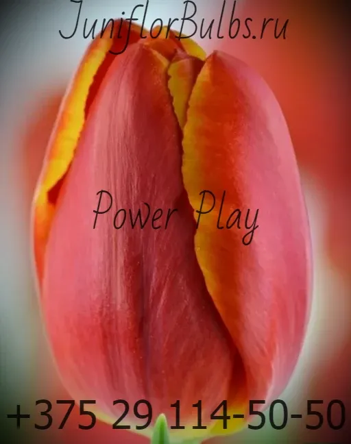 Луковицы тюльпанов сорт Power Play 12\+