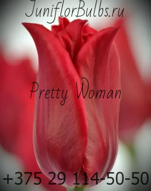 Луковицы тюльпанов сорт Pretty Woman 12+