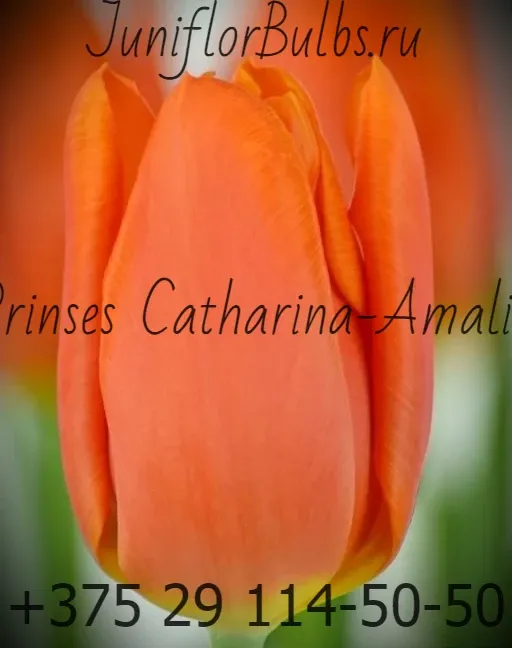 Луковицы тюльпанов сорт Prinses Catharina-Amalia 11\12