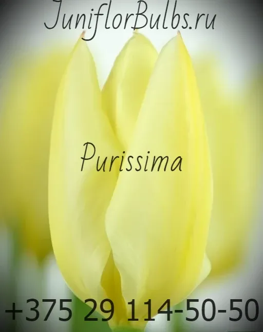 Луковицы тюльпанов сорт Purissima 12\+