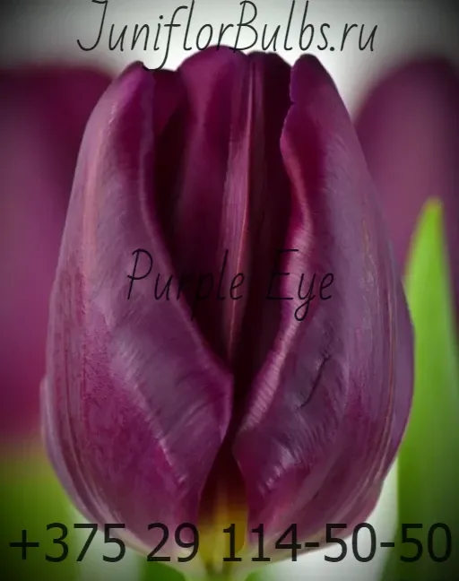 Луковицы тюльпанов сорт Purple Eye 11\12