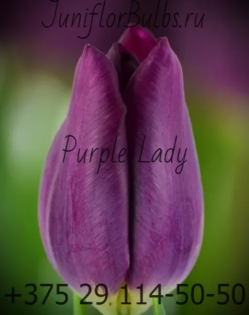 Луковицы тюльпанов сорт Purple Lady 11\12
