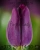 Луковицы тюльпанов сорт Purple Lady #1
