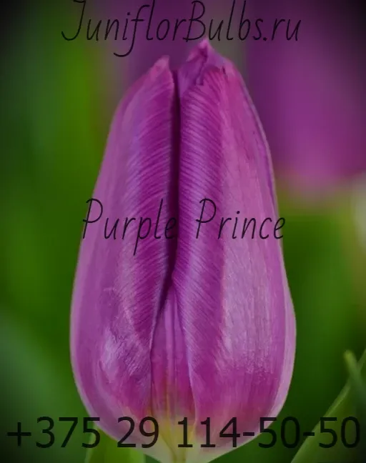 Луковицы тюльпанов сорт Purple Prince 12\+