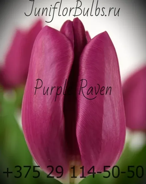 Луковицы тюльпанов сорт Purple Raven 12+