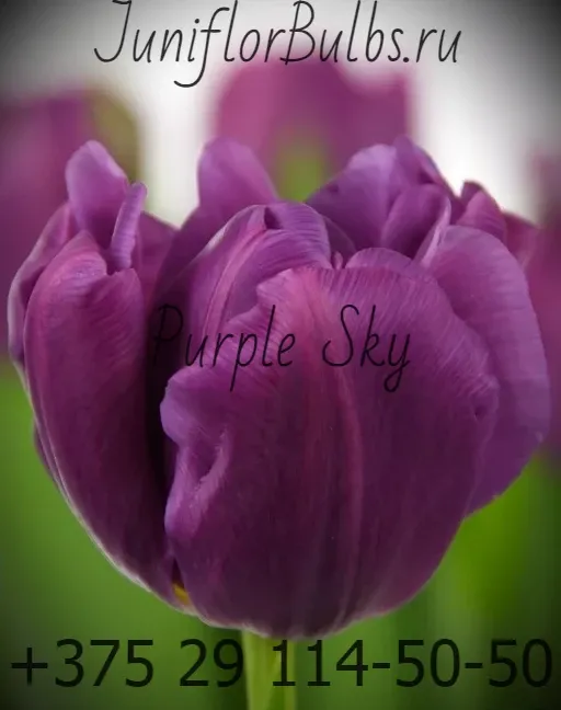 Луковицы тюльпанов сорт Purple Sky 1