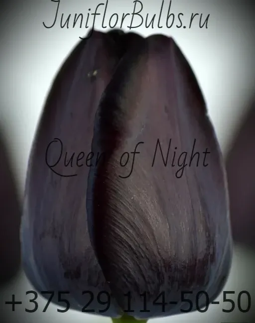 Луковицы тюльпанов сорт Queen of the Night 12\+