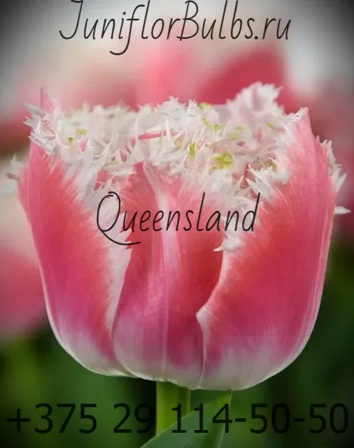 Луковицы тюльпанов сорт Queensland 11 +