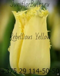Луковицы тюльпанов сорт Rebellious Yellow #1