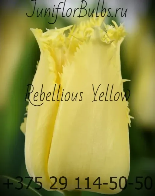 Луковицы тюльпанов сорт Rebellious Yellow 12\+