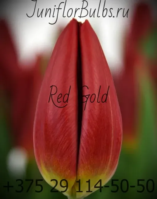 Луковицы тюльпанов сорт Red Gold 11\12