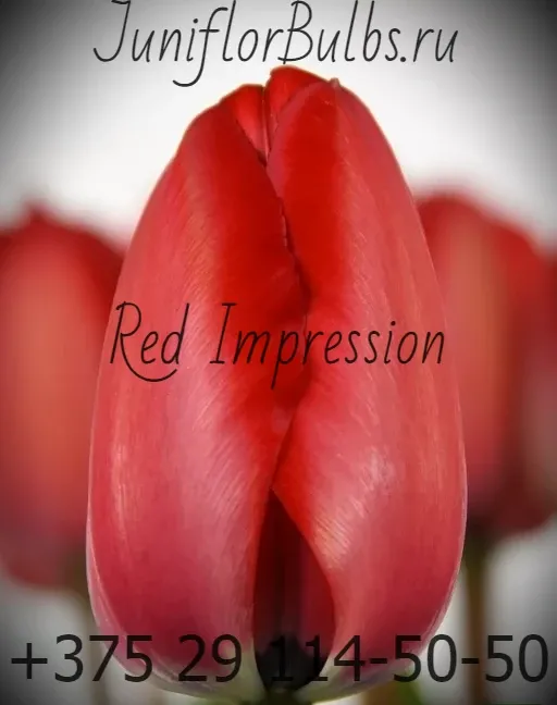 Луковицы тюльпанов сорт Red Impression 12\+