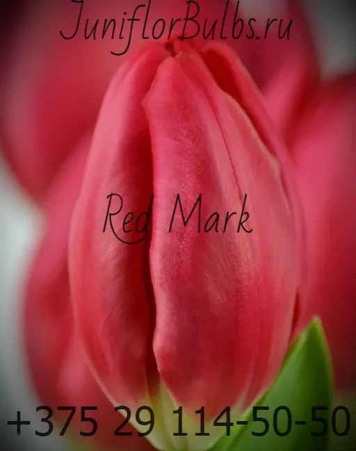 Луковицы тюльпанов сорт Red Mark 11\12
