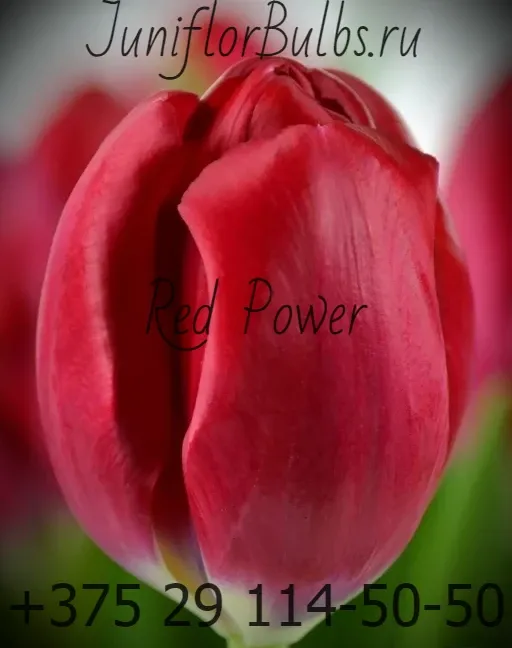 Луковицы тюльпанов сорт Red Power 11\12