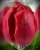 Луковицы тюльпанов сорт Red Power #1