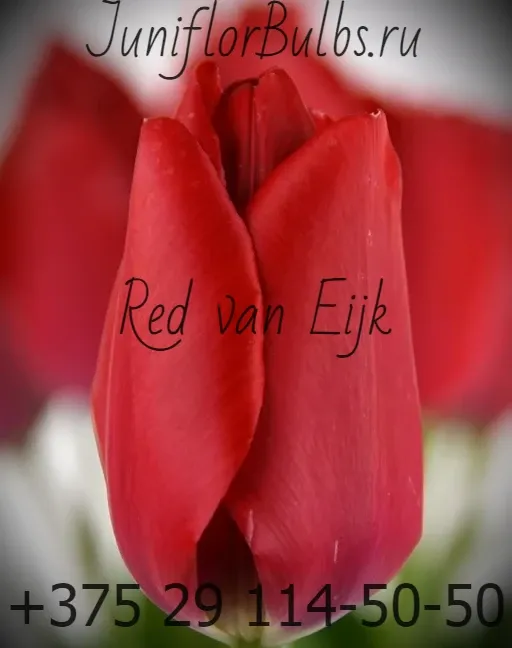 Луковицы тюльпанов сорт Red van Eijk 12\+