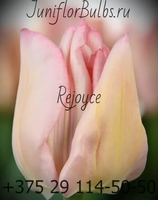 Луковицы тюльпанов сорт Rejoyce 12\+