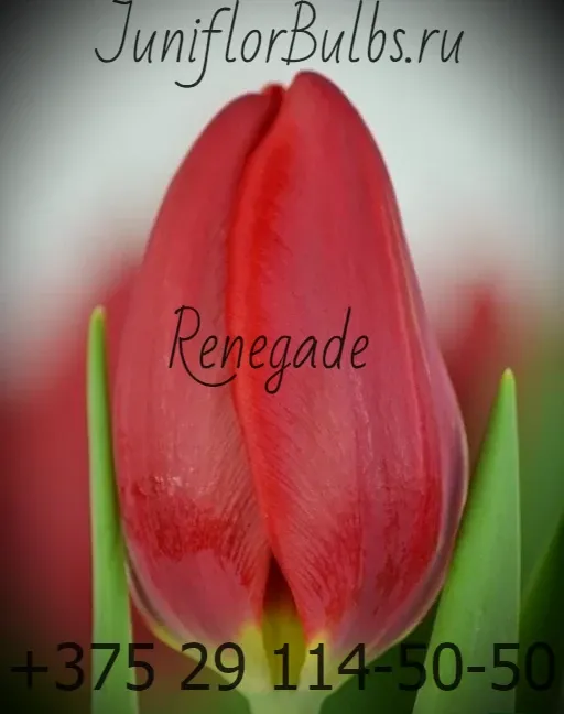 Луковицы тюльпанов сорт Renegade 12+