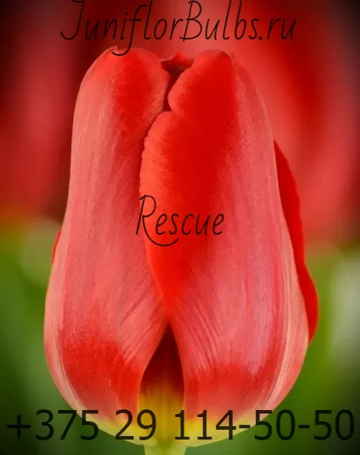 Луковицы тюльпанов сорт Rescue 12\+