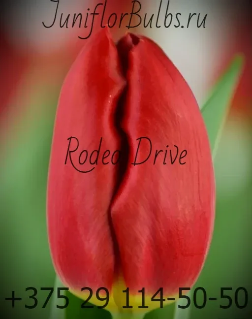 Луковицы тюльпанов сорт Rodeo Drive 12+