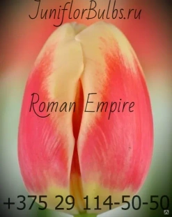 Луковицы тюльпанов сорт Roman Empire #1