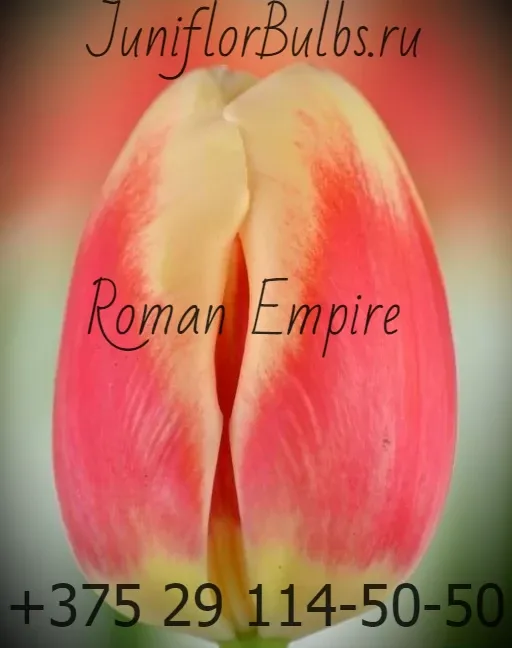 Луковицы тюльпанов сорт Roman Empire 12\+