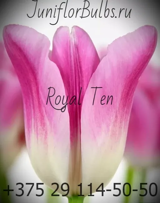 Луковицы тюльпанов сорт Royal ten 12\+