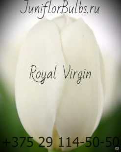 Луковицы тюльпанов сорт Royal Virgin #1